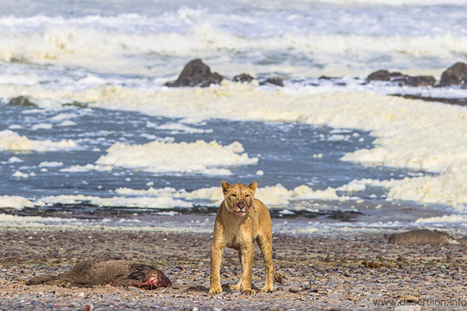 Lion Kills Businessman at Namibian Safari Lodge